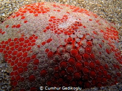 Astropecten aranciacus by Cumhur Gedikoglu 